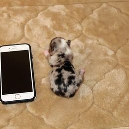 Miniature Australian Shepherd and Toy Australian Shepherd Puppies from Litton's Aussies