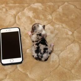 Miniature Australian Shepherd and Toy Australian Shepherd Puppies from Litton's Aussies