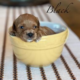 Black - Red male Cavapoo puppy in Coal City, Indiana from Wednesday & Co