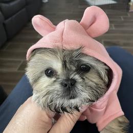 Shih Tzu All Grown Up from P and J Farms