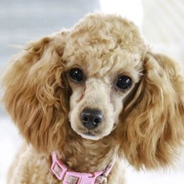Jasmine - Poodle
