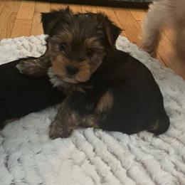 Babyface - Black and tan male Yorkshire Terrier puppy in Beavercreek, Ohio from The Yorkie Den, LLC