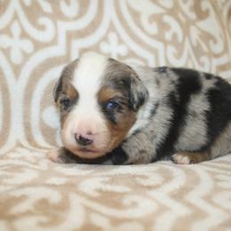 Major - Blue merle male Toy Australian Shepherd puppy in Licking, Missouri from Burnett Aussies
