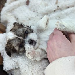 "Beefheart" Shih Tzu Puppies from We Shih Tzu Not!