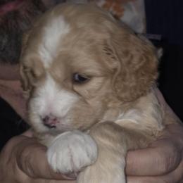 Katie - mint - Apricot female Goldendoodle puppy in Phoenix, Arizona from Kerri's Goldendoodles