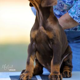 Doberman Pinscher Puppies from Sun Country Dobermanns