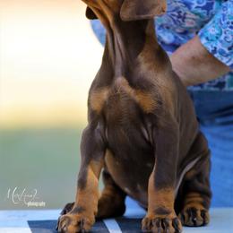 Doberman Pinscher Puppies from Sun Country Dobermanns
