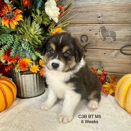 Australian Shepherd, Miniature American Shepherd, and Toy Australian Shepherd Puppies from OR Aussies