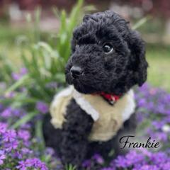Queenie - Black female Whoodle puppy in Knoxville, Tennessee from Fleury Farm Doodles TN