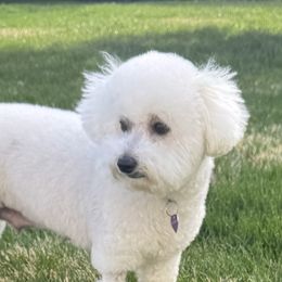 Bichon Frises from Peg's Bichons