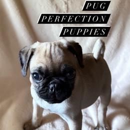 Frankie - Fawn male Pug puppy in Lufkin, Texas from Pug Perfection Puppies