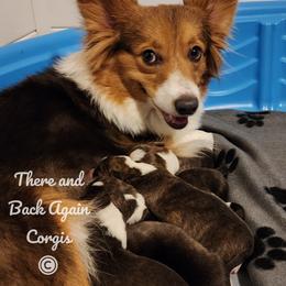 American Corgi puppies from There and Back Again Corgis