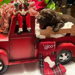 Royal Blue - Chocolate male Labrador Retriever puppy in Heath Springs, South Carolina from Rich Hill Retrievers