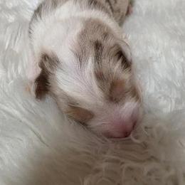 Australian Shepherd Puppies from SugarWood