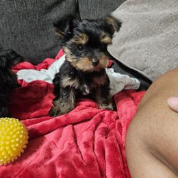 Yorkshire Terrier Puppies from PB Legacy Yorkies