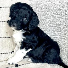Aussiedoodles from Maple Mountain Doodles