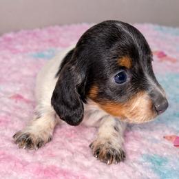 AKC - KOBE - Piebald male Dachshund puppy in Omaha, Nebraska from Colorful Dachshunds