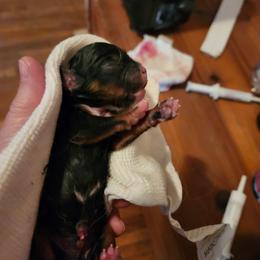 Cadbury - Black and tan male Cavalier King Charles Spaniel puppy in Waterloo, Iowa from Muddy Paws Cavaliers