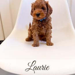 Laurie - Red  male Goldendoodle puppy in Melba, Idaho from KZ Doodles