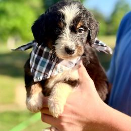 Bear - Black tri-color male Aussiedoodle puppy in Eastman, Georgia from Dood B Ranch
