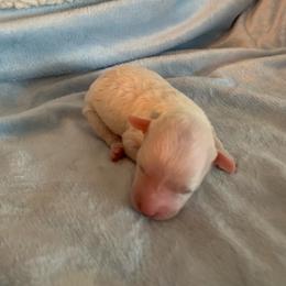 Nora - Parti female Goldendoodle puppy in Haddam, Kansas from Golden B Acres