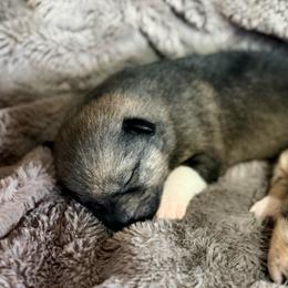Foxy - Wolf sable female Pomsky puppy in Doon, Iowa from Luxury Pomsky