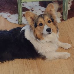 Ruffles - Pembroke Welsh Corgi