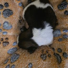 Martin - Black and white male Shih Tzu puppy in Augusta, Georgia from Floofah la Woofah