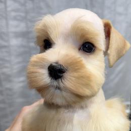 Miniature Schnauzers from Ka-Lee Rose Miniature Schnauzer’s