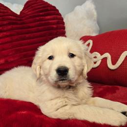 Theo - Light golden male Golden Retriever puppy in Pembroke, Virginia from Springhouse Farms