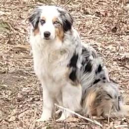 Kat - Australian Shepherd