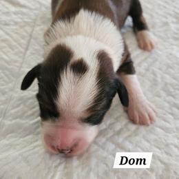 Dom - Sable male Tibetan Terrier puppy in Dorena, Oregon from West Coast Tibetans