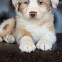 Josie-has tail-many videos - Red merle female Australian Shepherd puppy in Troy, South Carolina from Australian Shepherds of 3/W Farms