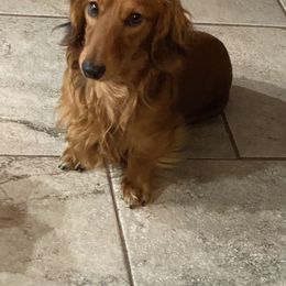 Pierre - Dachshund