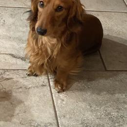 Pierre - Dachshund