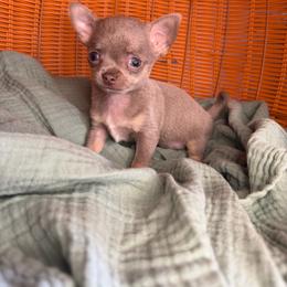 Fern - Silver male Chihuahua puppy in Greenup, Kentucky from KB Chihuahuas