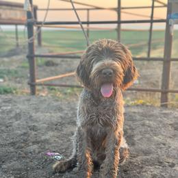 Jewel - Wirehaired Pointing Griffon