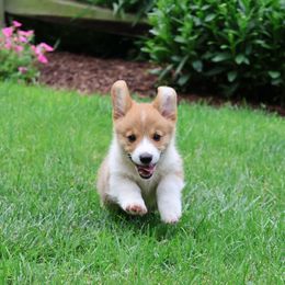 Harley - Red male Pembroke Welsh Corgi puppy in Morgantown, Pennsylvania from Goldstar Puppies (License Number 18519)