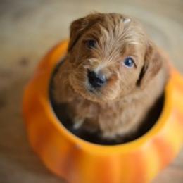 Goldendoodle Puppies from Beck Kennel