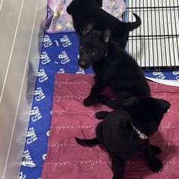 German Shepherd Puppies from Devon Rugerio's German Shepherds