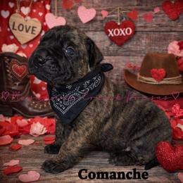 Comanche - Tiger male Perro de Presa Canario puppy in Horizon, Texas from Mesquite Creek Kennels