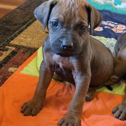 Sniper - Rd whtn blk nose male Rhodesian Ridgeback puppy in Gaffney, South Carolina from Circle D Farms