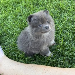 Girl 1 rare blue and tan - Blue and tan female Pomeranian puppy in Bourbonnais, Illinois from T & D Poms