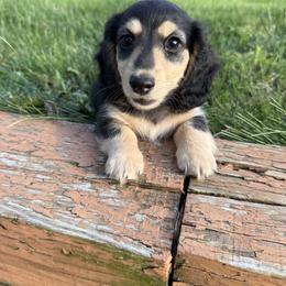 Available - Blue and cream female Dachshund puppy in Erie, Pennsylvania from SWEET HONEY MINI DOXXIES