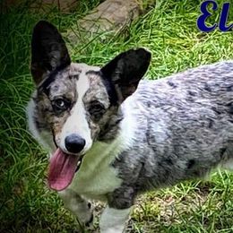 Elwood - Cardigan Welsh Corgi