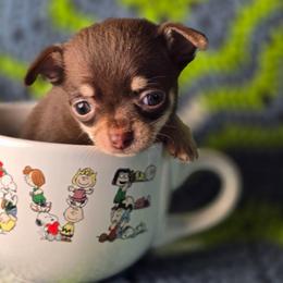 Rocky (Rocky Road) - Chocolate and tan male Chihuahua puppy in Plainfield, Indiana from Abby's Pampered Pooches