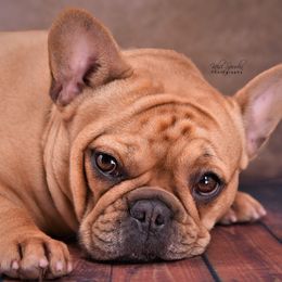 Gucci - French Bulldog