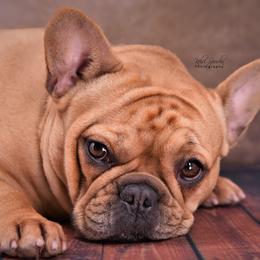 Gucci - French Bulldog