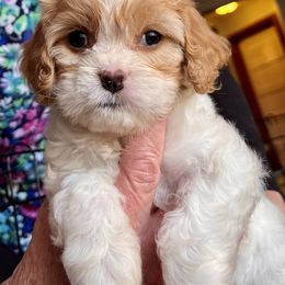 Cavapoo Puppies from Callaway's Cavaliers