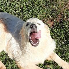 Anatolian Pyrenees from Woodland Farm